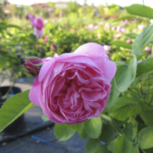 Rosa Coupe d'Hebe