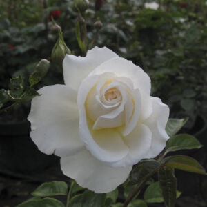 Rosa Cream Abundance RADICE NUDA