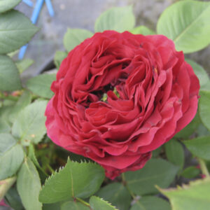 Rosa La Rose de 4 Vents RADICE NUDA