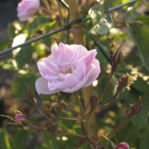 Rosa Dentelles des Malines RADICE NUDA