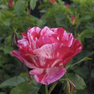 Rosa Edgar Degas (Rosa dei Pittori) - Image 3