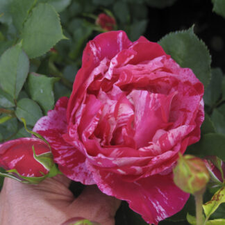 Rosa Edgar Degas (Rosa dei Pittori) - Image 2