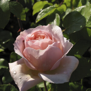 Rosa Evelyn RADICE NUDA