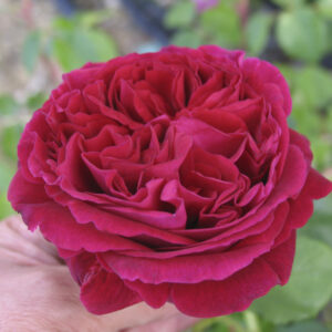 Rosa Falstaff RADICE NUDA