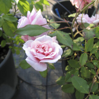 Rosa Felicia - Image 5