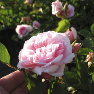 Rosa Felicia - Image 4