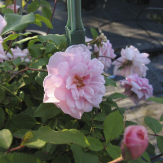 Rosa Felicia - Image 3