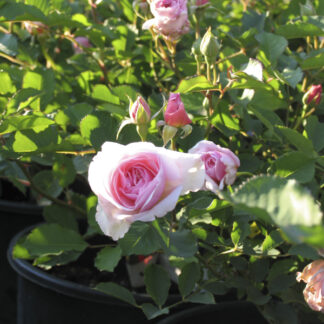 Rosa Felicia - Image 2