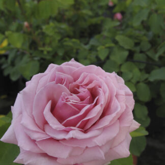 Rosa Frederic Mistral® - Image 5