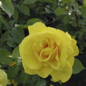 Rosa Friesia®