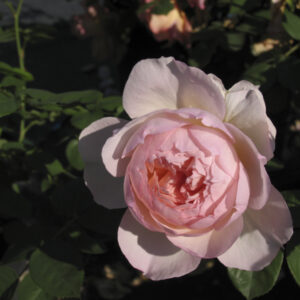Rosa Gentle Hermione®