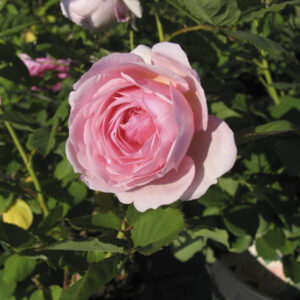 Rosa Geoff Hamilton®