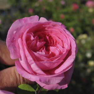 Rosa Gertrude Jekyll®