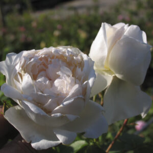 Rosa Glamis Castle®