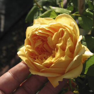 Rosa Golden Celebration - Image 3
