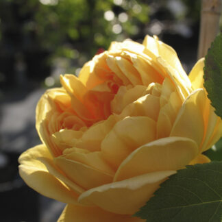 Rosa Golden Celebration - Image 2