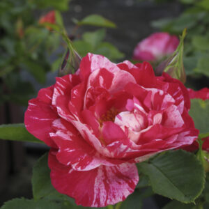 Rosa Henri Matisse RADICE NUDA