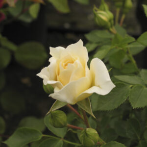 Rosa Honeymilk RADICE NUDA