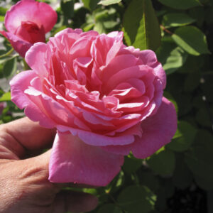Rosa Hyde Hall RADICE NUDA