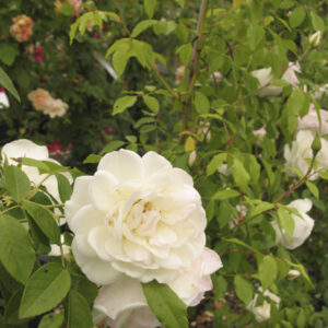Rosa Iceberg RADICE NUDA