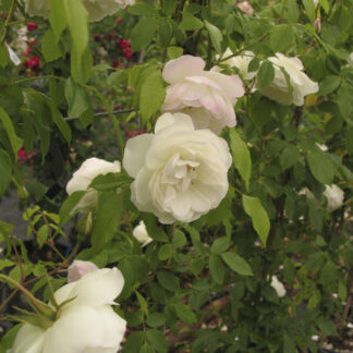 Rosa Iceberg, Climbing - Image 3