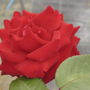 Rosa Ingrid Bergman RADICE NUDA