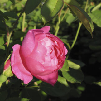 Rosa Jubilee Celebration RADICE NUDA - Image 4