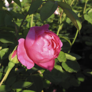 Rosa Jubilee Celebration RADICE NUDA - Image 3