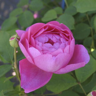 Rosa Jubilee Celebration RADICE NUDA - Image 2