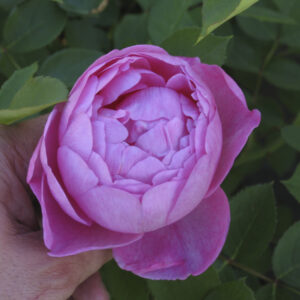 Rosa Jubilee Celebration®