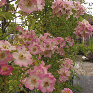 Rosa soulieana 'Kew Rambler' RADICE NUDA