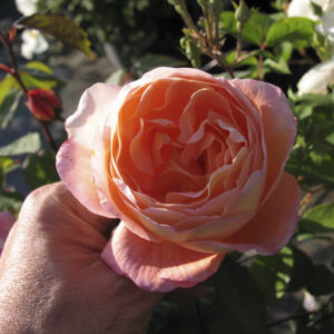 Rosa Lady Emma Hamilton®