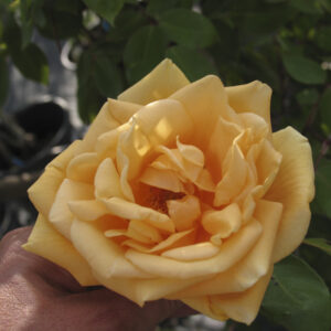 Rosa Lady Hillingdon