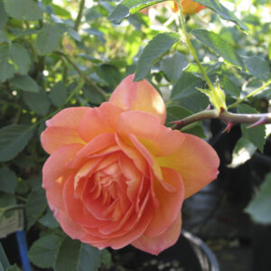 Rosa Lady of Shallott®