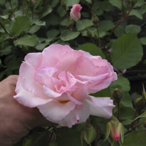 Rosa Lady of the Dawn