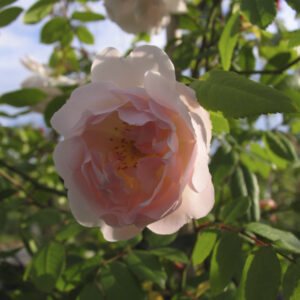 Rosa Rampicante 'The Lady of the Lake'