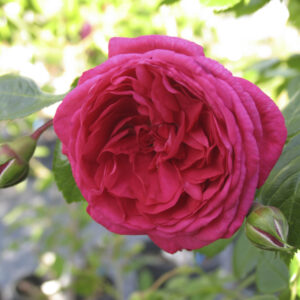 Rosa rampicante Laguna