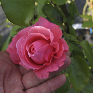 Rosa Lawinia®