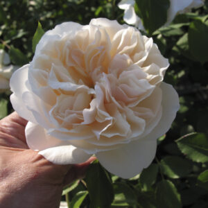 Rosa Lichfield Angel®