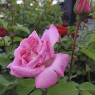 Rosa The McCartney Rose® - Image 2