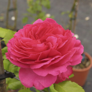 Rosa Maritim®