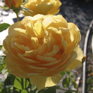 Rosa Molineux