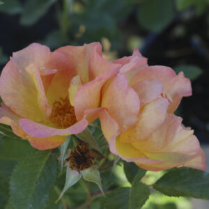 Rosa Morden Sunrise RADICE NUDA