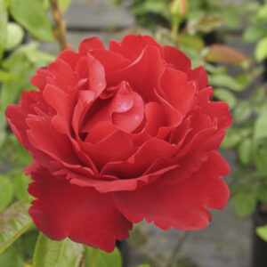 Rosa P.G. Wodehouse RADICE NUDA