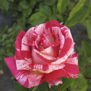 Rosa Papageno RADICE NUDA