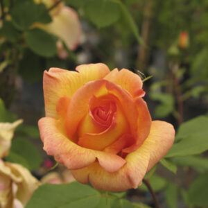 Rosa rampicante Parure d'Or