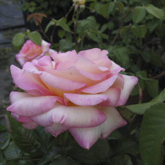 Rosa Perception - Image 3