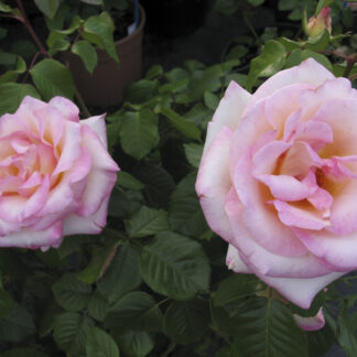Rosa Perception - Image 2