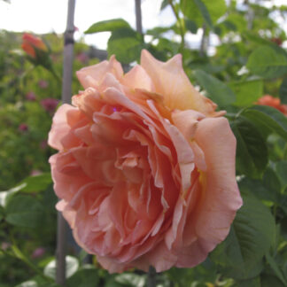 Rosa Polka '91® Rampicante - Image 2