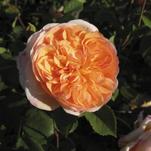 Rosa Port Sunlight RADICE NUDA